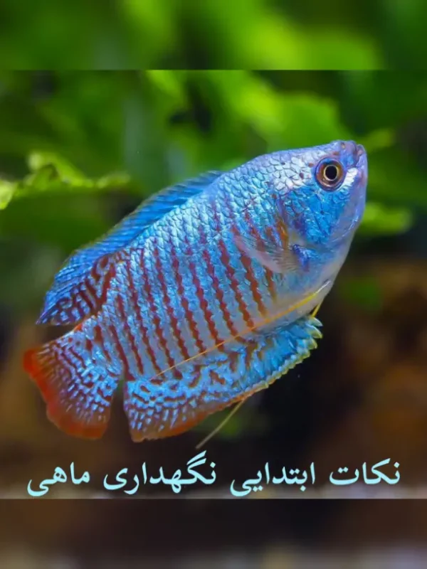 اموزش نگهداری ماهی اکواریوم چگونه