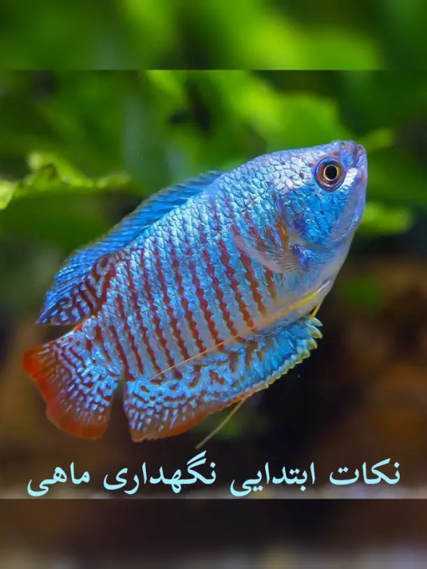 اموزش نگهداری ماهی اکواریوم چگونه