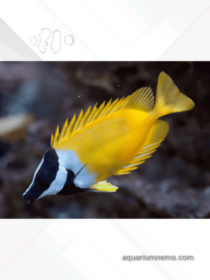 ماهی صورت روباهی آبشور