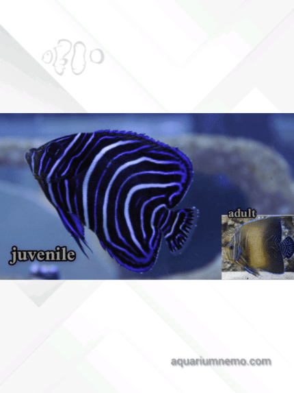فرشته ماهی قرآنی (Koran Angelfish)
