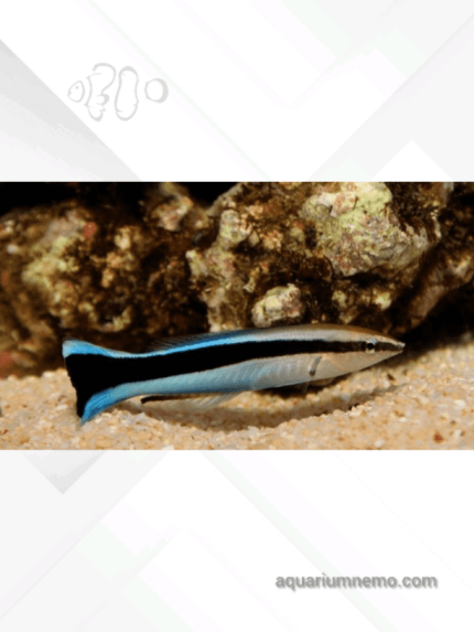 راس آرایشگر (Bluestreak Cleaner Wrasse)