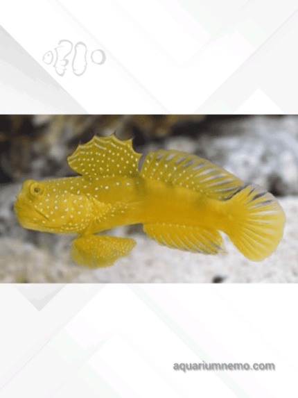 گابی واچمن زرد (Yellow Prawn Gobby)