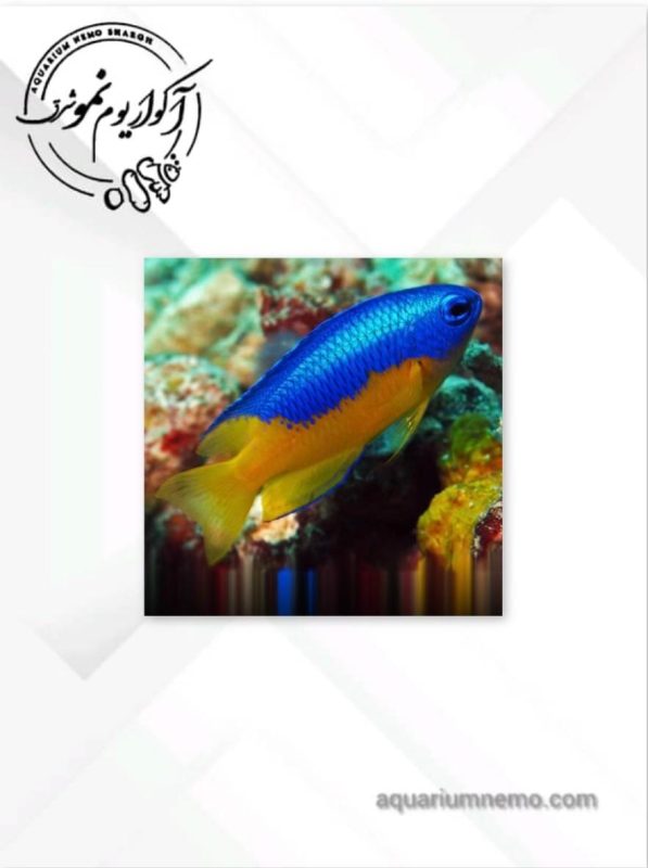 دامسل شکم زرد (Azure Damselfish)