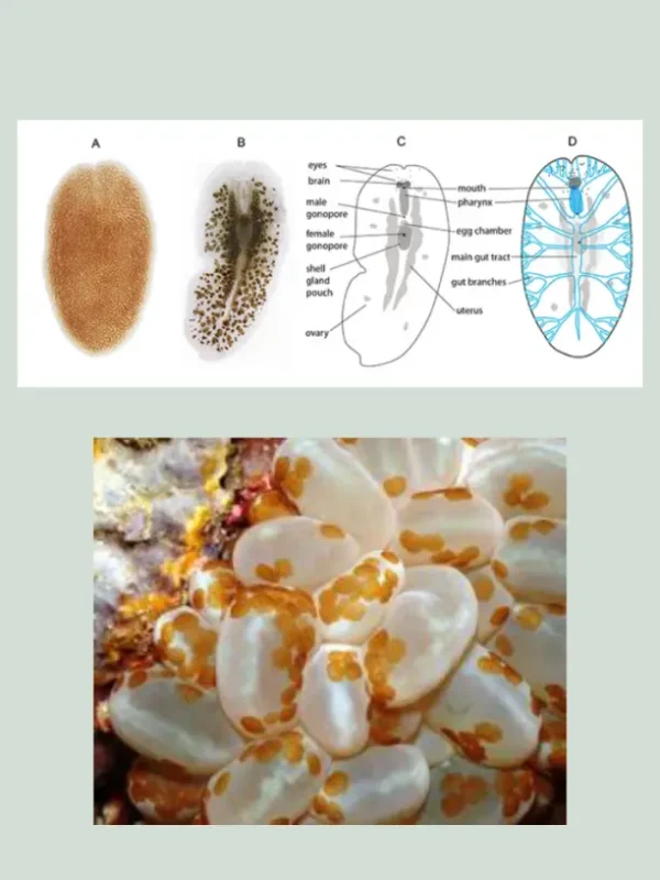 فلت ورم چیست ؟ flatworm