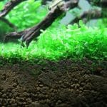 بذر چمن ابزی