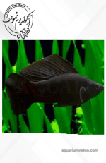 مولی باله بلند