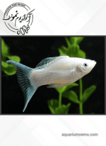 مولی دم عقربی - Image 2