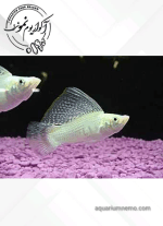 مولی گاوی - Image 3