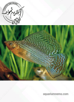 مولی گاوی - Image 5