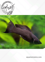 مولی دم عقربی - Image 3