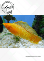 مولی باله بلند