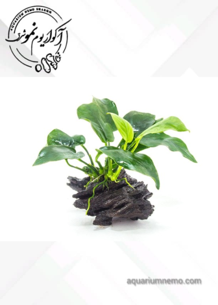 گیاه آنوبیاس