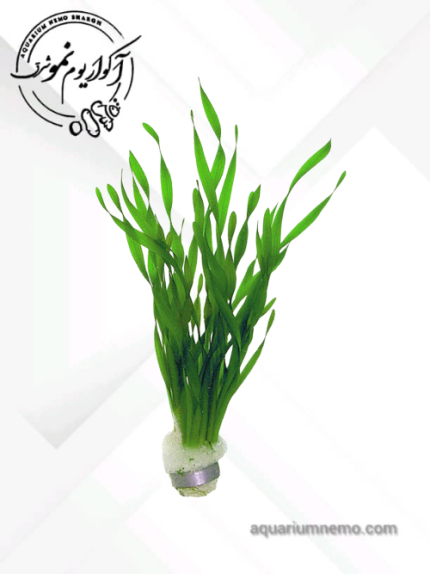 گیاه گندومی
