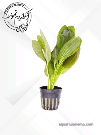 گیاه اچینودوروس سبز