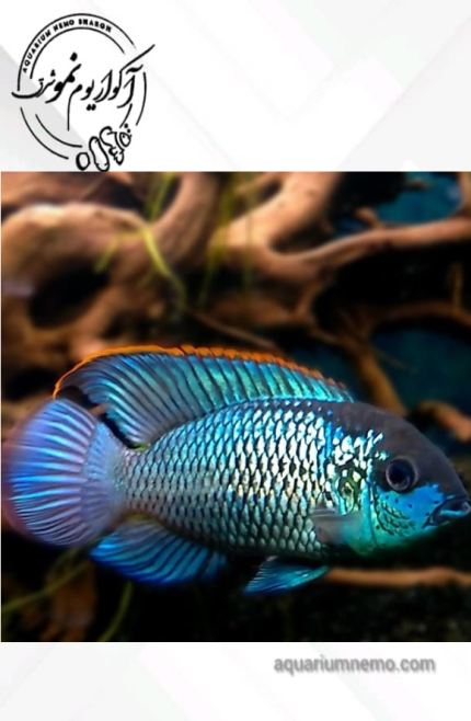 سیچلاید بلو آکارا