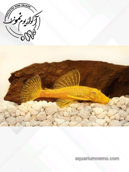 کت پوزه بته ای آلبینو
