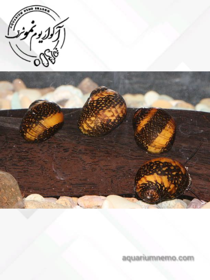 حلزون باتیک