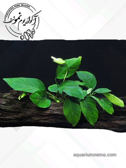 گیاه آنوبیاس نانا