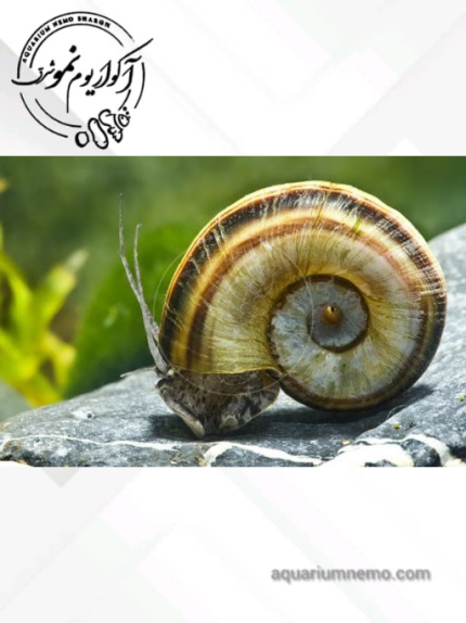 حلزون کلمبیایی
