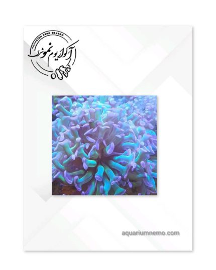 همر برنچینگ سبز بنفش