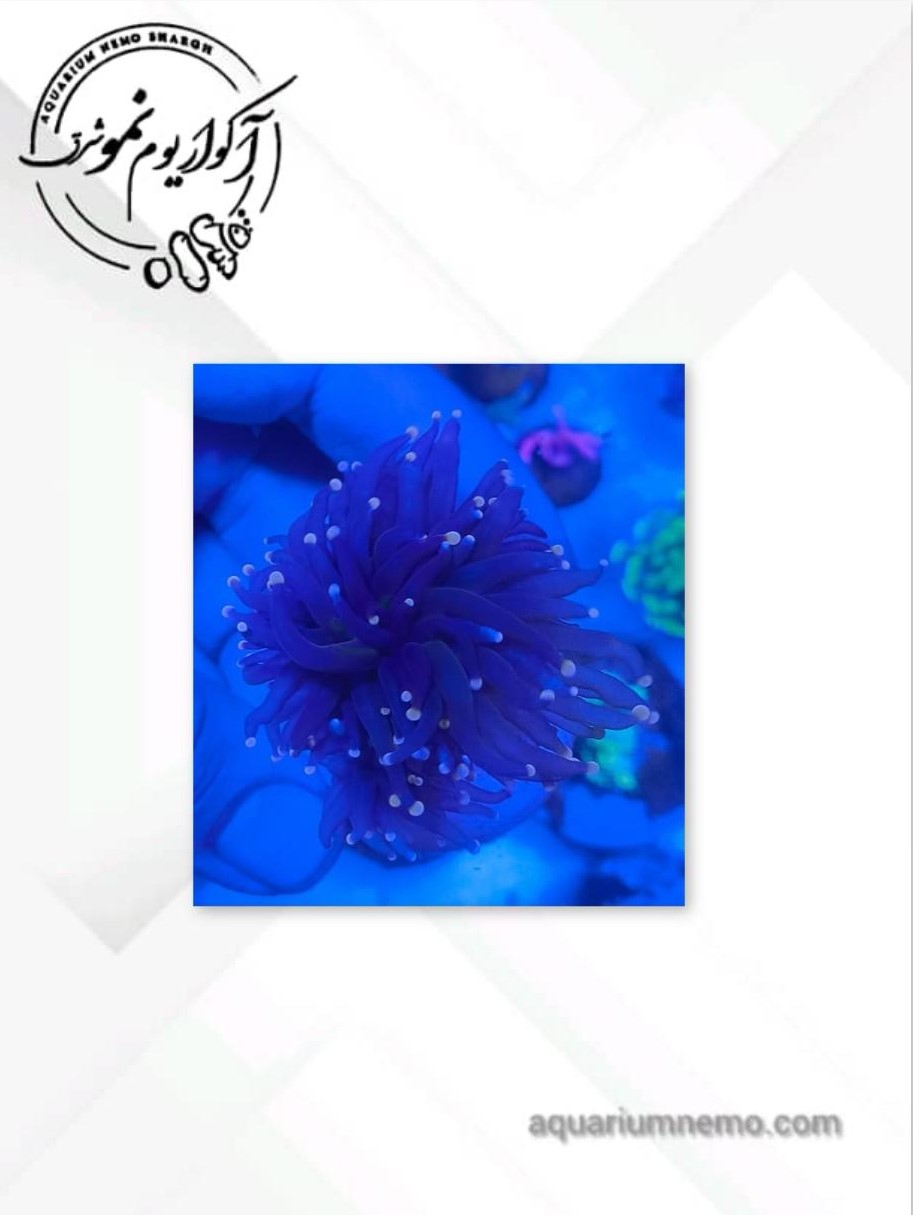 0 همر تورچ بلک نوک طلایی - Image 1