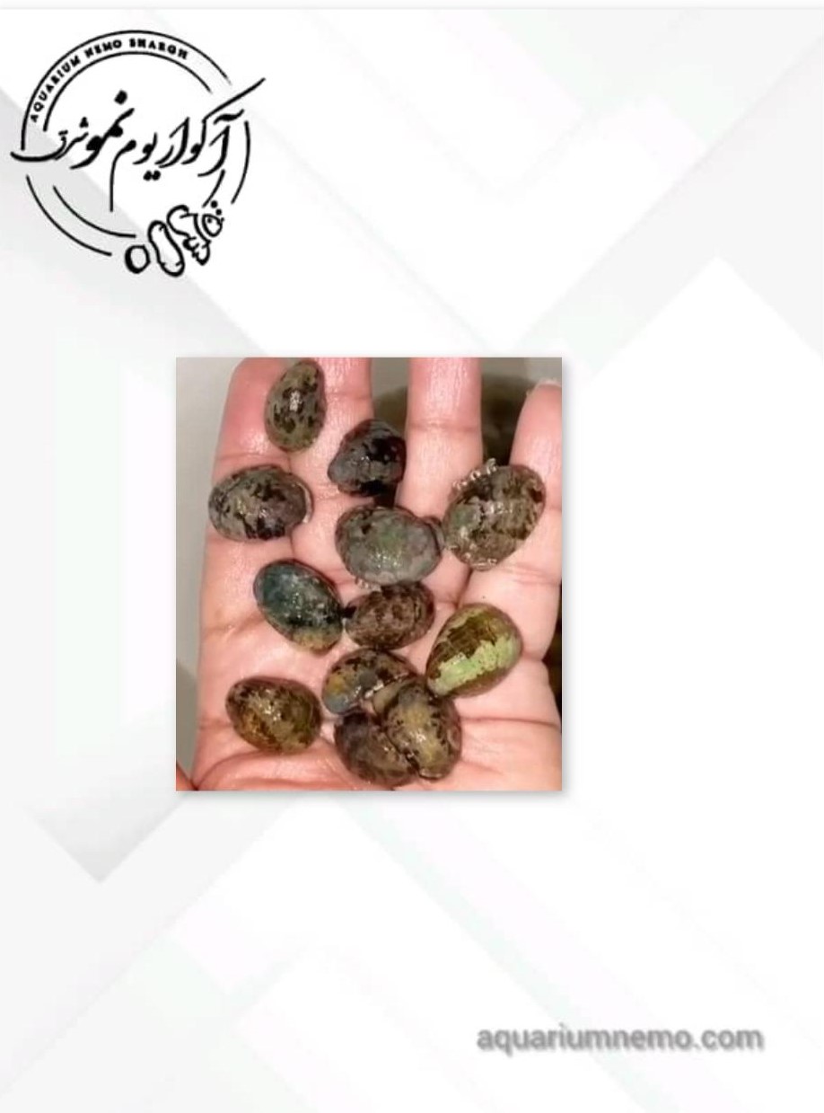 0 (2) حلزون نریته - Image 1