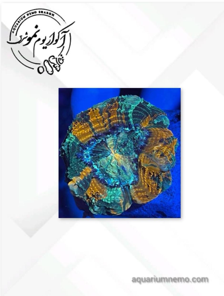 0 (4) لوبو برین نارنجی - Image 1