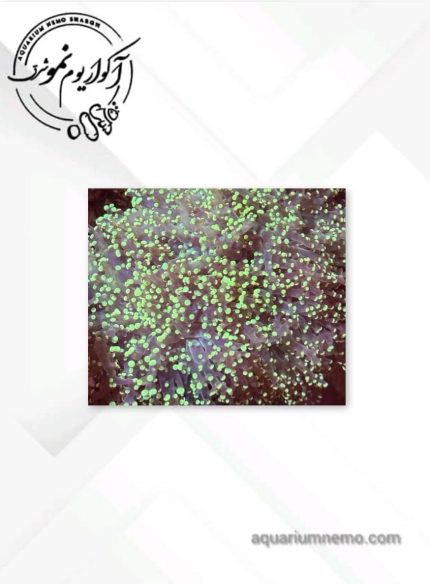 همر فراگ اسپان طلایی