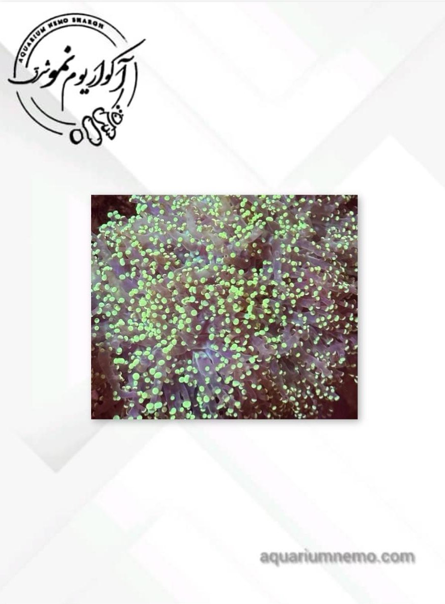 1 (2) همر فراگ اسپان طلایی - Image 1