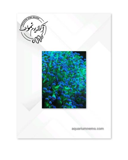 همر اختاپوس سبز