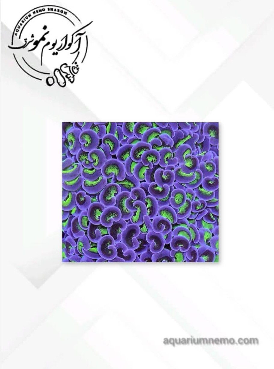 1 (4) وال همر سبز و بنفش