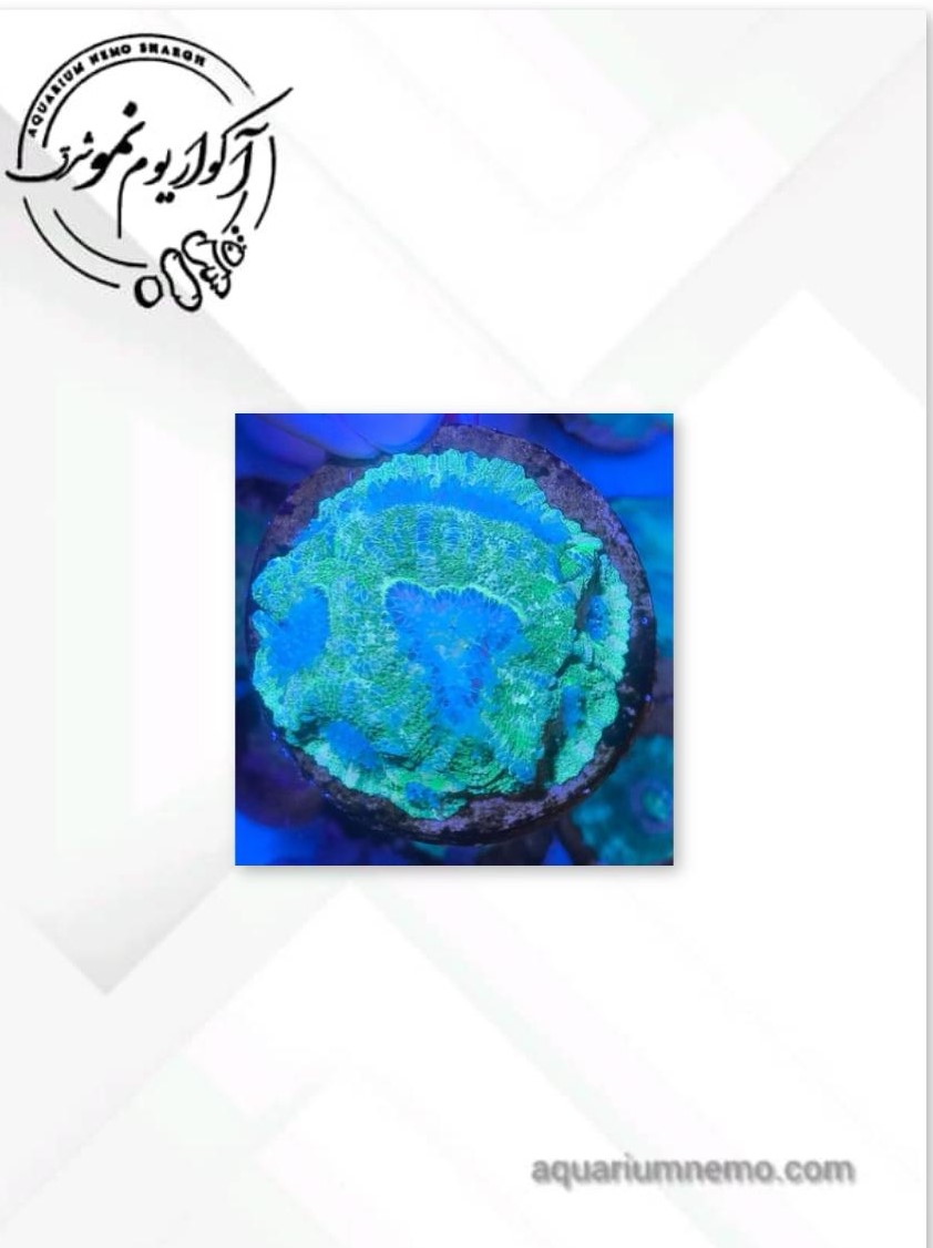 1 (5) لوبو برین آبی - Image 1