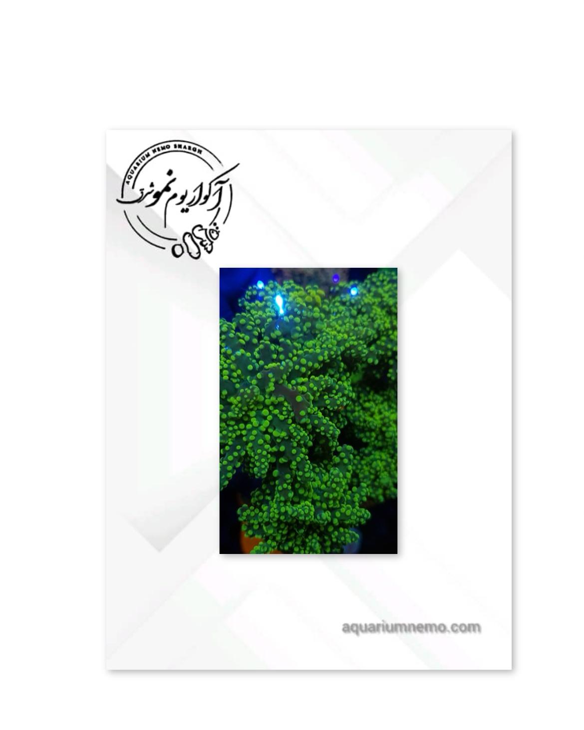 1 (5) همر فراگ اسپان سبز فلورسنت - Image 1