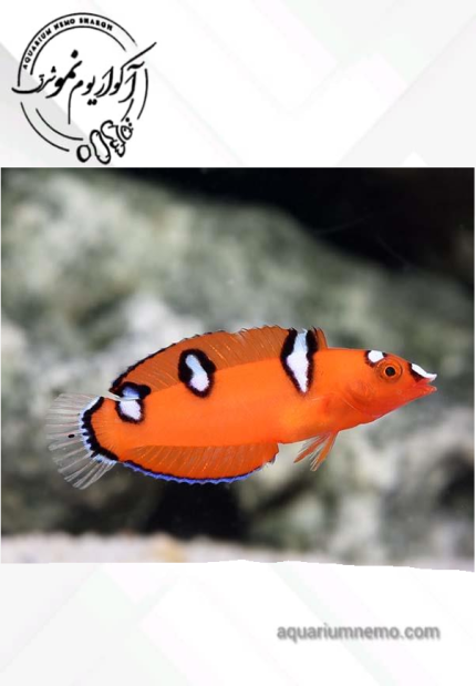 راس دلقک نابالغ