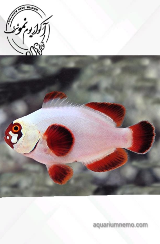 دلقک ماهی مارون گلد ناگت 