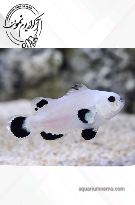 دلقک ماهی وایت استورم