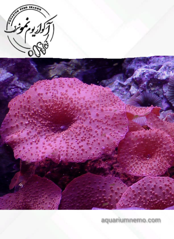 ماشروم قرمز