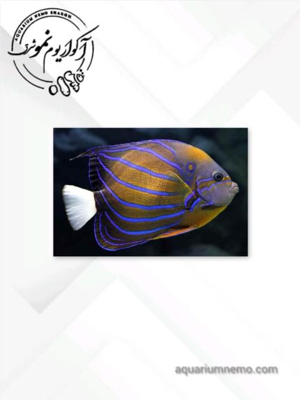 فرشته ماهی بلو رینگ بالغ