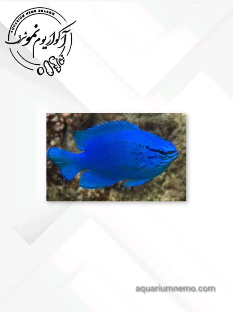 WhatsApp Image 2025-12-08 at 09.37.44 (2) دامسل بلو دویل