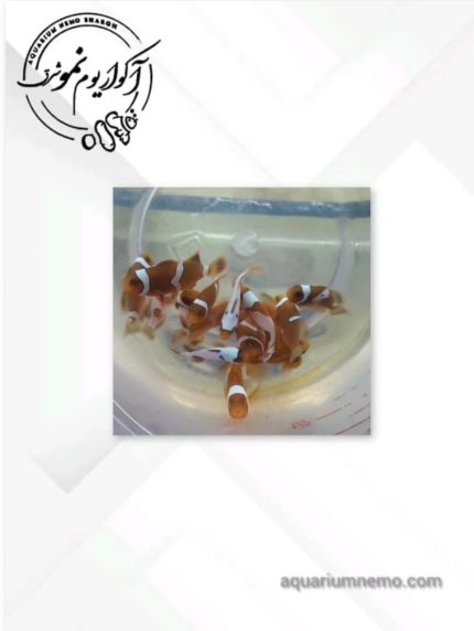 دلقک ماهی کلارکی قرمز