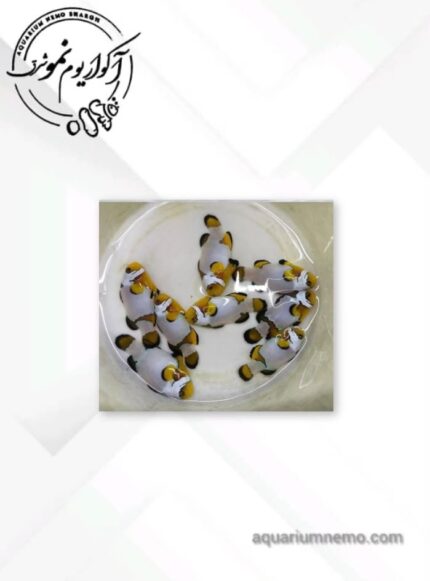 دلقک ماهی اسنو فلیک