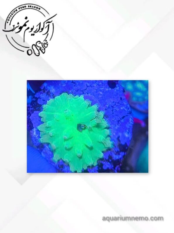 سینالاریا سبز