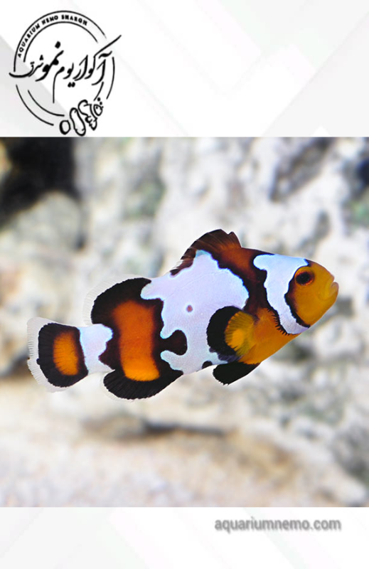 دلقک ماهی بلک آیس