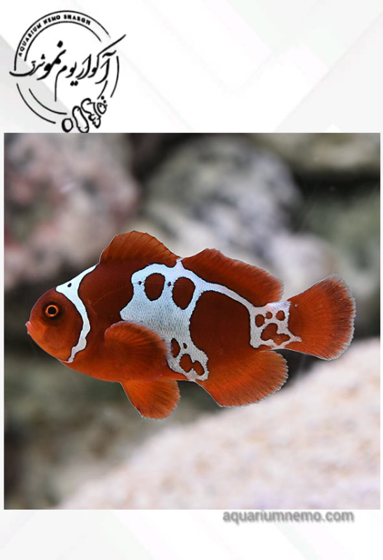 دلقک ماهی مارون گلد ایکس