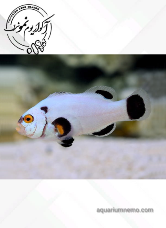 دلقک ماهی پلاتینیوم