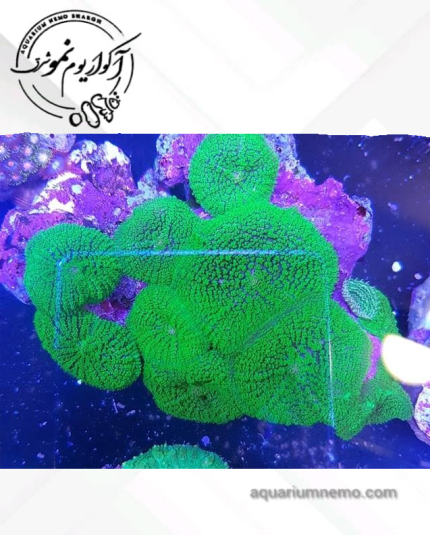 ماشروم روداکتی سبز
