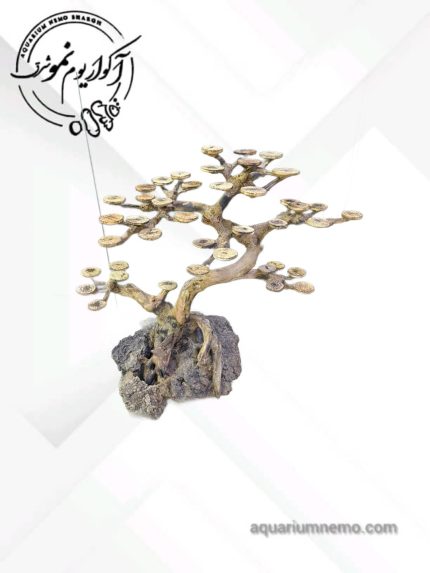 درختچه بنسای طبقاتی 4