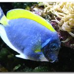 بیماری ایک ماهیان آبشور