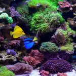 تجهیزات ضروری آکواریوم آبشور