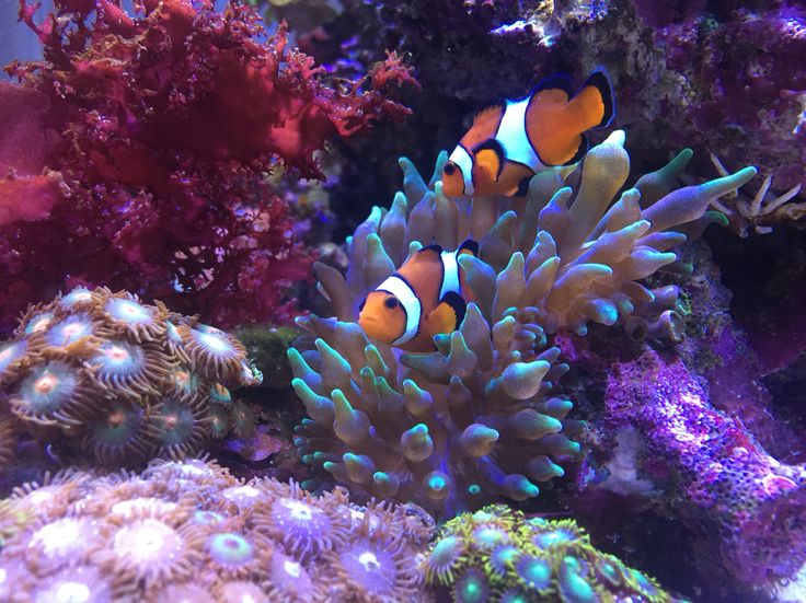 شقایق دلقک ماهی